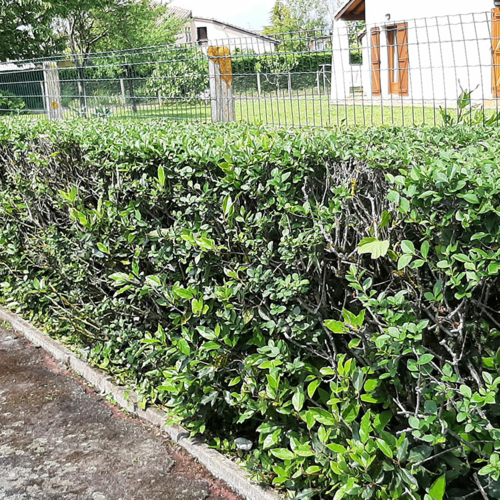 homemultiservices31 7