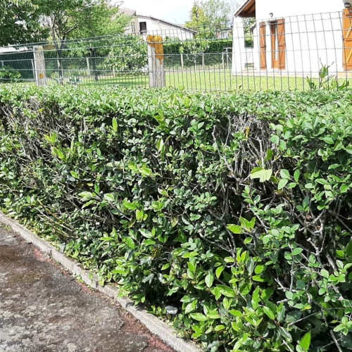 Entretien parc et jardin 1